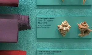 Purpura tyryjska, czyli barwnik z rozgwiazd, prezentowana obok muszli Hexaplex trunculus.