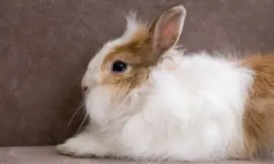 Uroczy królik o puszystym futerku, niczym żywy **angora materiał**, leży na brązowym tle.