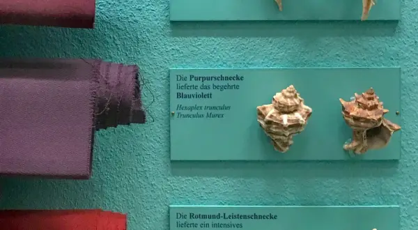 Purpura tyryjska, czyli barwnik z rozgwiazd, prezentowana obok muszli Hexaplex trunculus.