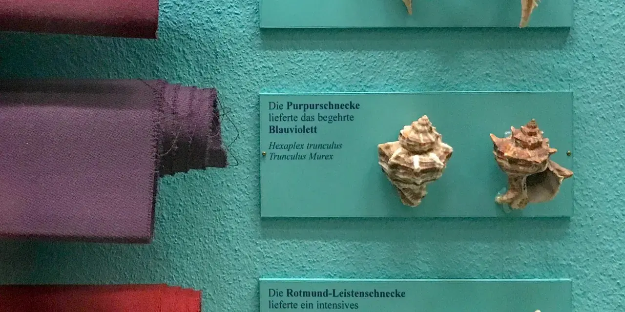 Purpura tyryjska, czyli barwnik z rozgwiazd, prezentowana obok muszli Hexaplex trunculus.