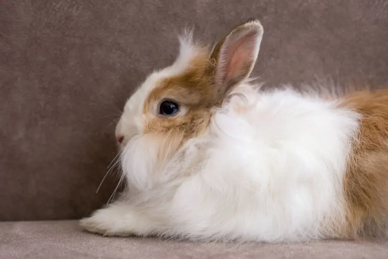 Uroczy królik o puszystym futerku, niczym żywy **angora materiał**, leży na brązowym tle.
