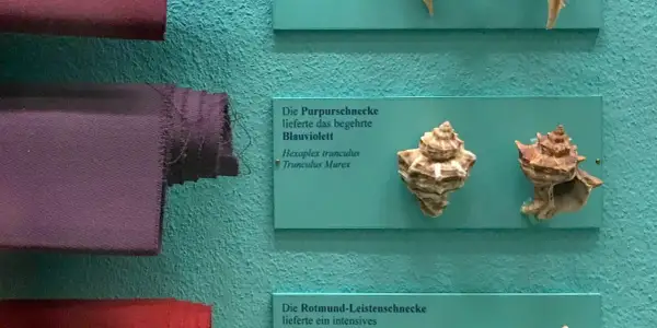 Purpura tyryjska, czyli barwnik z rozgwiazd, prezentowana obok muszli Hexaplex trunculus.