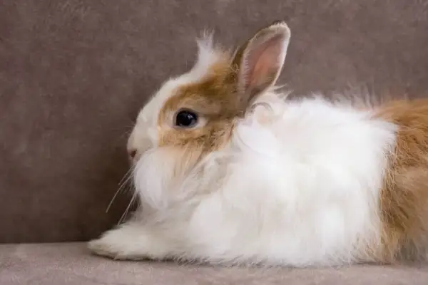 Uroczy królik o puszystym futerku, niczym żywy **angora materiał**, leży na brązowym tle.